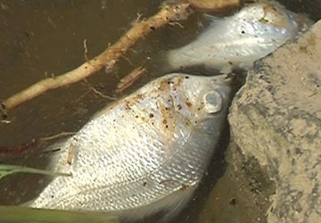 Cá chết hàng loạt trên sông Trà Khúc ảnh 1 Cá chết hàng loạt trên sông Trà Khúc ảnh 1