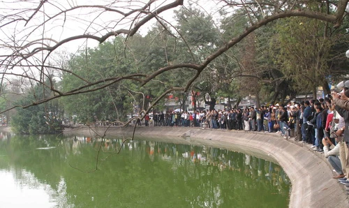 Đầu năm cụ rùa hồ Gươm lại nổi ảnh 2