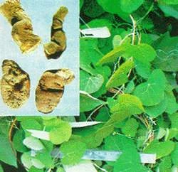 Một vị thuốc Đông y chứa chất gây ung thư ảnh 1