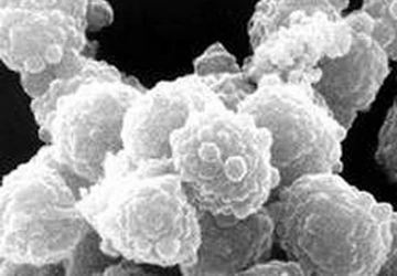 Nguy cơ lây lan bệnh viêm não mô cầu ảnh 1