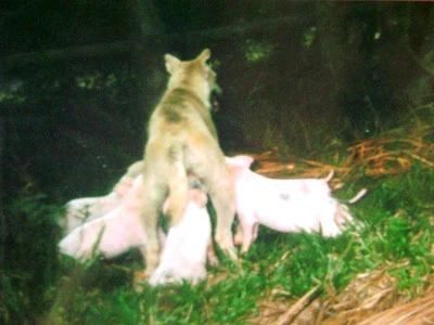 Chuyện lạ: Heo con bú mẹ... chó ảnh 1