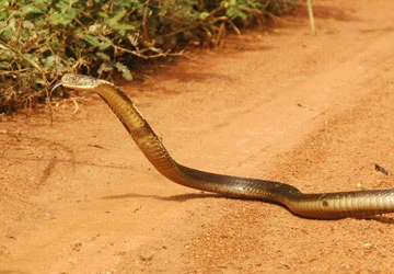 Tiếp nhận nhiều rắn hổ mang chúa quý hiếm ảnh 1