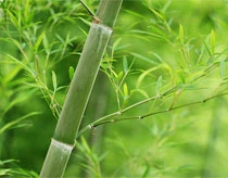 Suýt chết vì uống nước măng tươi để béo ảnh 1