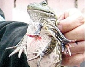 Bắt được chú ếch có tới… bảy chân ảnh 1