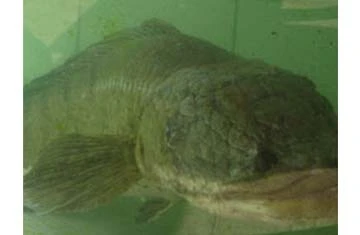 Bắt được con cá lóc suối nặng 8,5kg ảnh 1 Bắt được con cá lóc suối nặng 8,5kg ảnh 1