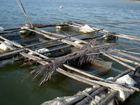 Lồng bè nuôi trai nuôi lấy ngọc bị bỏ hoang khi sản phẩm không có đầu ra.