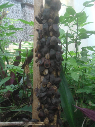 Ổ bọ xít tại Nghĩa trang Bồ Đề không phải loài hút máu ảnh 1