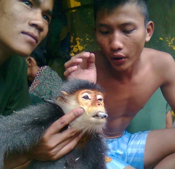 Vụ giết voọc ngũ sắc và đưa lên Facebook: Quân đoàn 3 khẩn trương xác minh ảnh 1