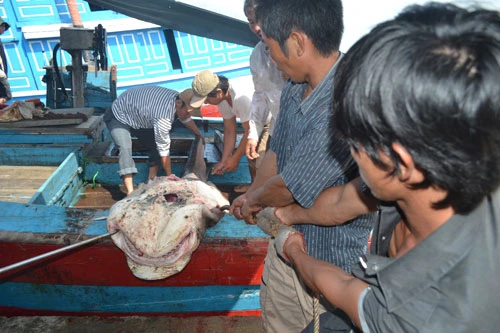 Một tàu cá Quảng Ngãi săn được 40 con cá mập ảnh 5
