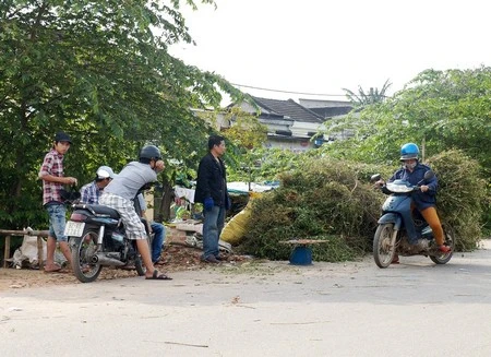 Đổ xô thu hái cây cà gai leo chữa bệnh “ung thư gan” ảnh 2 Đổ xô thu hái cây cà gai leo chữa bệnh “ung thư gan” ảnh 2