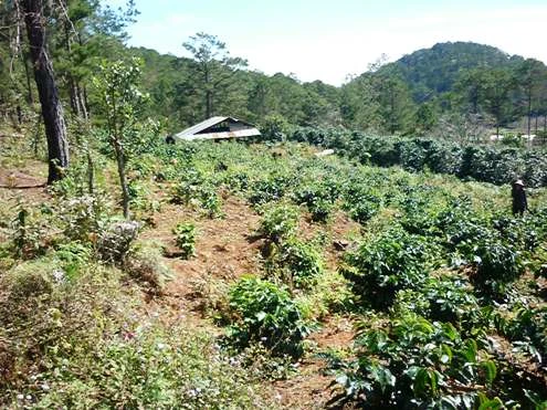 Đà Lạt đồng loạt xử phạt 220 hộ lấn chiếm đất rừng ảnh 1