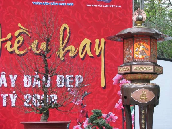 Cây Đào đẹp với dáng thế trụ vươn cao.