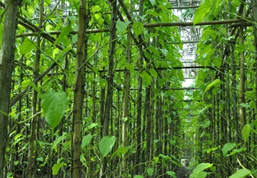 Chuyện xưa chuyện nay: Danh sách 18 thôn vườn trầu ảnh 1 Chuyện xưa chuyện nay: Danh sách 18 thôn vườn trầu ảnh 1