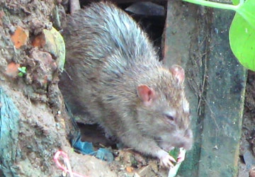 Chuột, rắn quậy tưng phố xá - bài 1: Ám ảnh chuột Sài Gòn ảnh 1 Chuột, rắn quậy tưng phố xá - bài 1: Ám ảnh chuột Sài Gòn ảnh 1