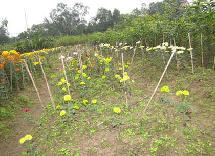 Người trồng hoa Tết khóc vì mất mùa ảnh 1