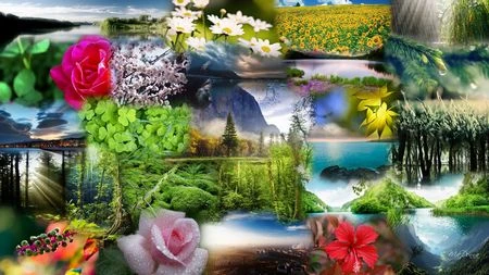 Tuyệt đẹp bộ sưu tập hình nền và giao diện dành cho người yêu thiên nhiên ảnh 16 Tuyệt đẹp bộ sưu tập hình nền và giao diện dành cho người yêu thiên nhiên ảnh 16