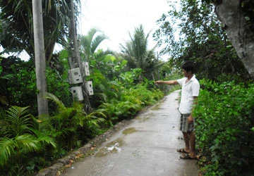 Cây chanh nhiễm điện giật chết người ảnh 1