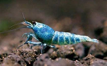 Thú chơi chim, cá cảnh tiền tỷ của đại gia Việt ảnh 3