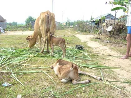 Lạ lùng bò sinh ba ảnh 2