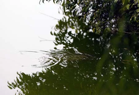 Cận cảnh cụ Rùa nổi trên hồ Gươm ảnh 3 Cận cảnh cụ Rùa nổi trên hồ Gươm ảnh 3