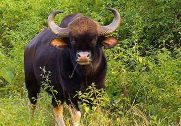 Đăk Lăk: Bò tót húc kiểm lâm gãy xương chậu ảnh 1