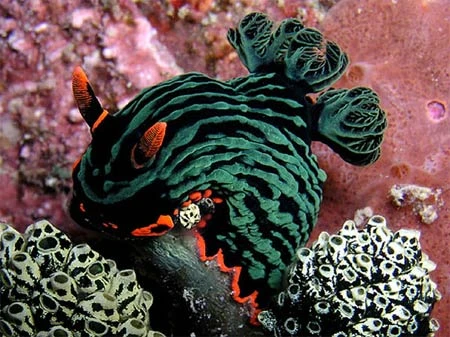 Cũng là nghệ thuật chụp dưới nước với phong cảnh sống động như các cảnh quay trên kênh Discovery Channel. Ảnh: Nick Hobgood.