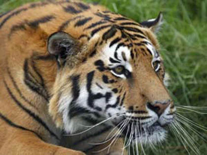 Ông cụ 72 tuổi mất mạng vì cho cọp ăn ảnh 1