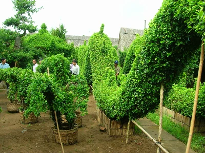 “Đại gia” cây cảnh đồng bằng ảnh 4