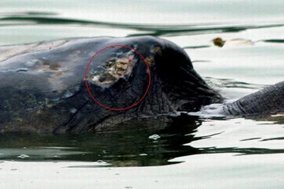 Đưa "cụ rùa" lên bờ để chữa vết thương ảnh 1