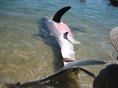 Phú Yên: Bắt được cá mập dài 5m ảnh 2