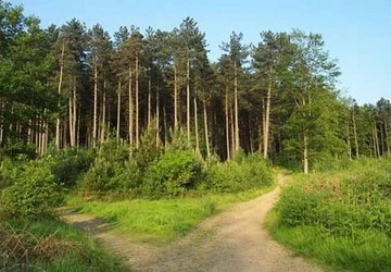 Lý giải hiện tượng Người Lợn bí ẩn ở Anh Quốc ảnh 1