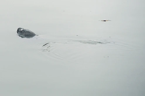 Rùa hồ Gươm "dạo chơi" trong giá lạnh ảnh 7