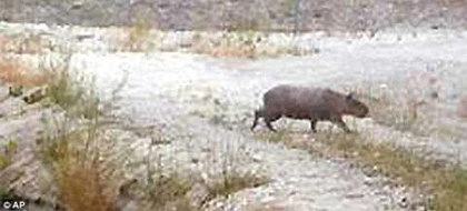 Phát hiện chuột to như lợn tại Mỹ ảnh 2