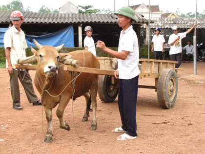 Sôi động chợ trâu bò Nam Nghĩa ảnh 4