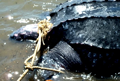 Bắt được rùa lạ, nghi là loài rùa biển cực kỳ quý hiếm ảnh 1 Bắt được rùa lạ, nghi là loài rùa biển cực kỳ quý hiếm ảnh 1