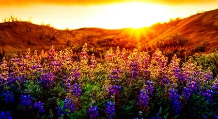 Bộ hình nền mang lãng mạn của “hoàng hôn” lên Windows ảnh 21