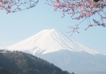 Ngắm hoa anh đào dưới chân Phú Sĩ ảnh 1