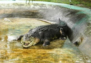 Cá sấu Philippines làm đại sứ ảnh 1