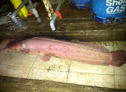 Câu được cá trê hồng khổng lồ dài hơn 1m ảnh 4