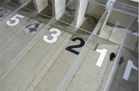 Những cuộc thi kỳ lạ nhất thế giới ảnh 9