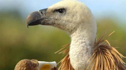 Thực hư chuyện gián điệp kền kền Israel ảnh 1 Thực hư chuyện gián điệp kền kền Israel ảnh 1