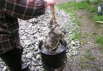 Nhổ lông gà, vịt bằng nhựa thông ảnh 1