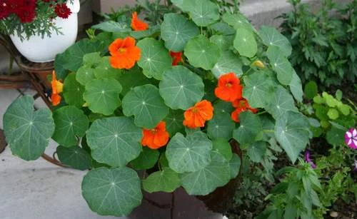 Cây sen cạn thanh nhiệt giải độc ảnh 1