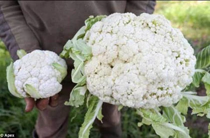 Những loại rau quả khổng lồ chưa từng thấy ảnh 8