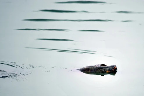 Rùa hồ Gươm uể oải bơi trước ngày được chữa bệnh ảnh 5