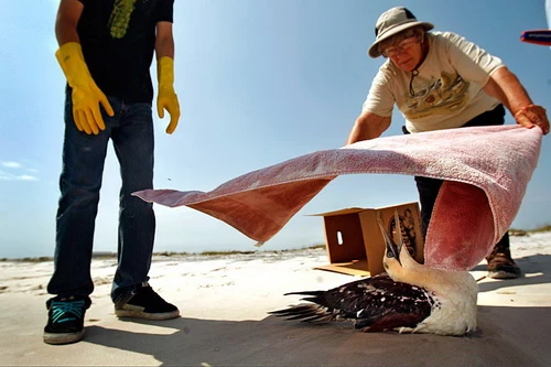 Sinh vật biển khốn đốn với thảm họa dầu loang ảnh 6