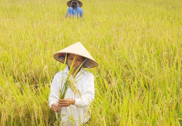 Vẫn còn lối thoát lớn cho xuất khẩu gạo ảnh 1