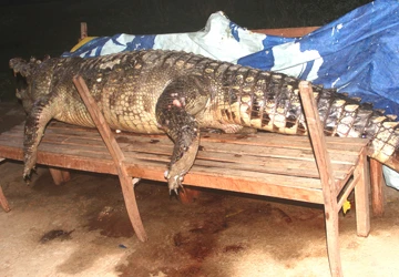 Thủy điện “giết” cá sấu Xiêm ảnh 1