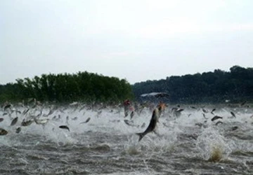 Mỹ bỏ 80 triệu USD chặn cá chép vào Ngũ Đại Hồ ảnh 1