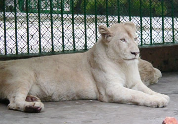 Thảo Cầm Viên: Nhập về hai con sư tử trắng ảnh 1